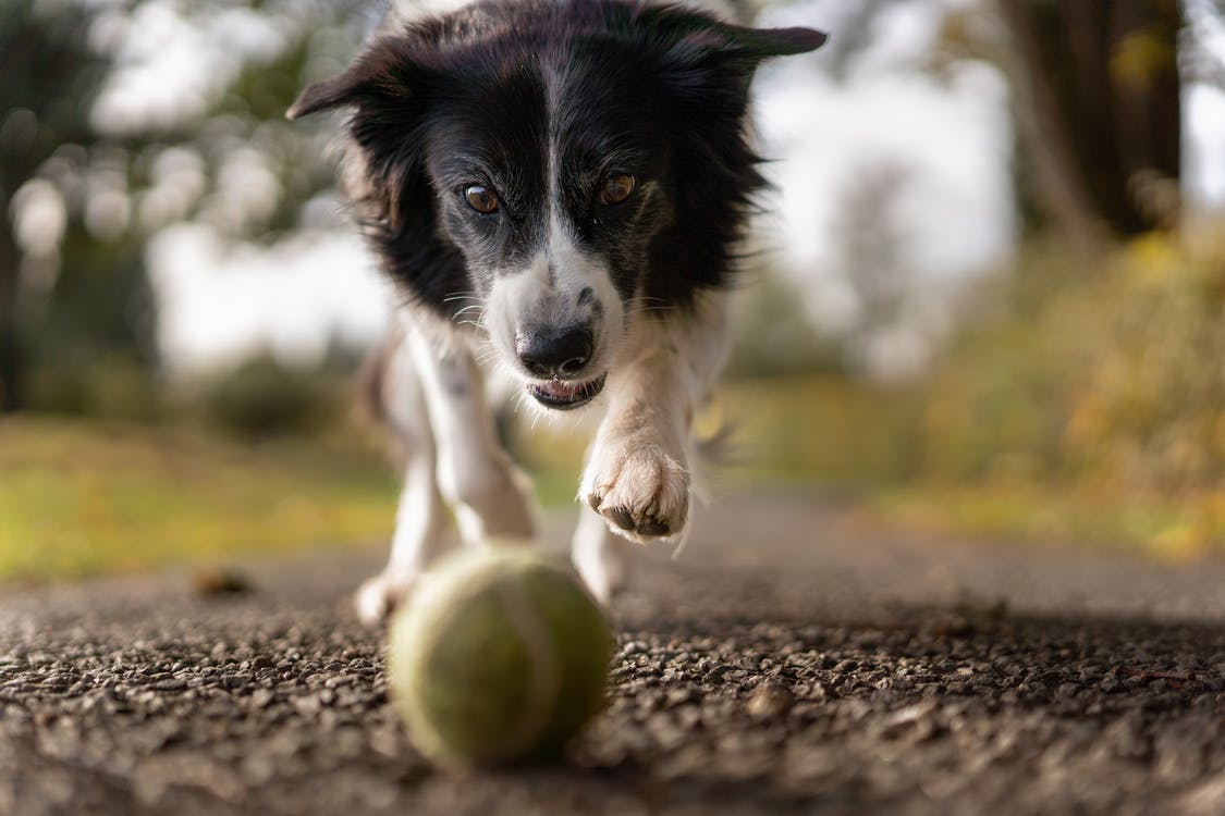 A dog chasing a ball on the ground
